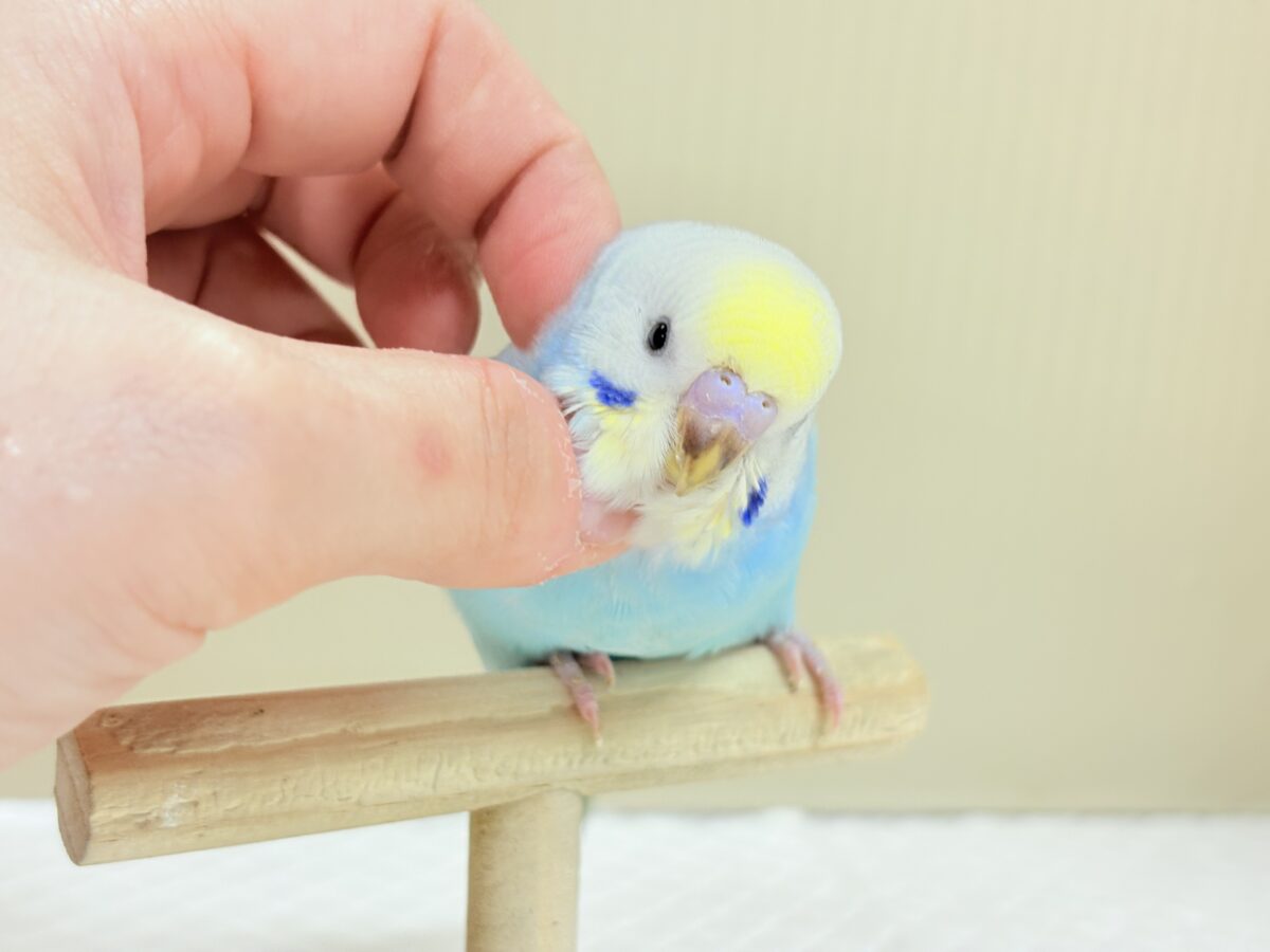 目が合ったら、それはお迎えの合図…🐥💖セキセイインコ(パステルレインボー) ヒナ セキセイインコ