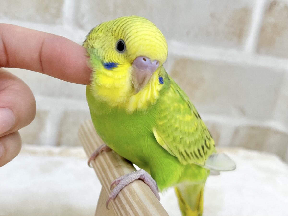 【🆙最新画像あり‼️】元気カラーな可愛い子☀️💚✨ セキセイインコ(スパングル) セキセイインコ
