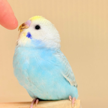 目が合ったら、それはお迎えの合図…🐥💖セキセイインコ(パステルレインボー) ヒナ