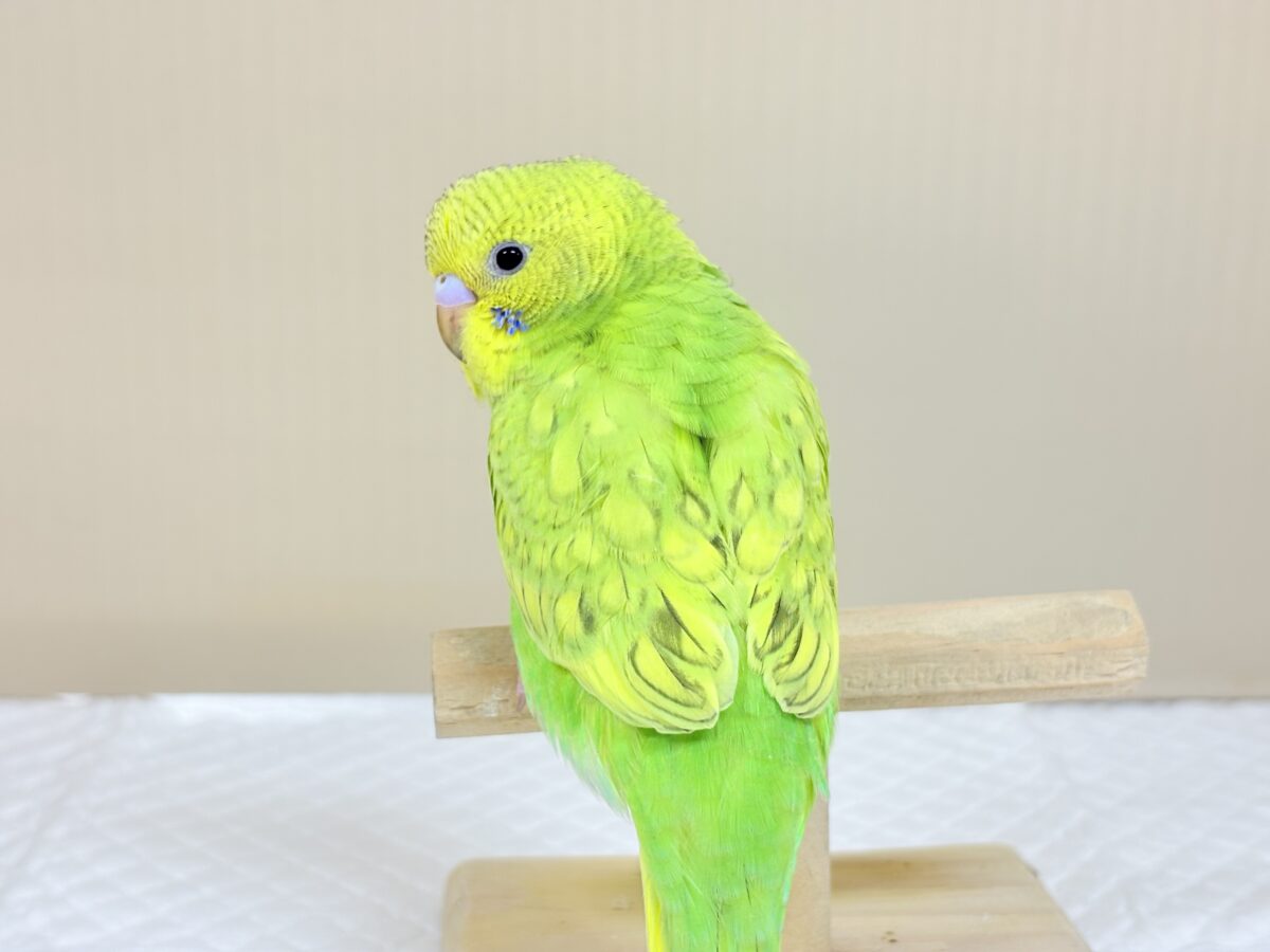【最新画像】”癒される準備”出来てますか?🫧セキセイインコ(スパングル) セキセイインコ
