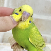 【🆙最新画像あり‼️】元気カラーな可愛い子☀️💚✨　セキセイインコ（スパングル）