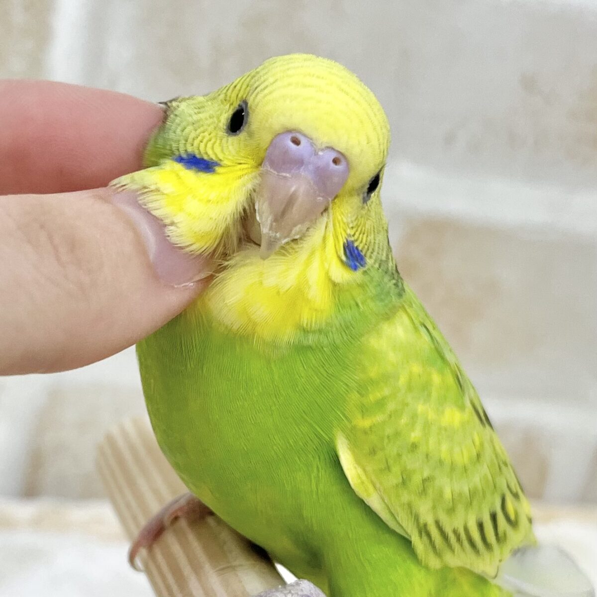 【🆙最新画像あり‼️】元気カラーな可愛い子☀️💚✨　セキセイインコ（スパングル）