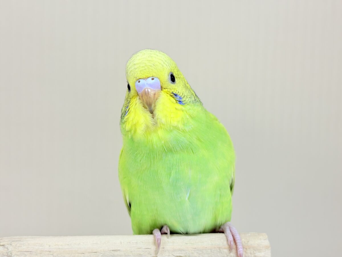 【最新画像】”癒される準備”出来てますか?🫧セキセイインコ(スパングル) セキセイインコ
