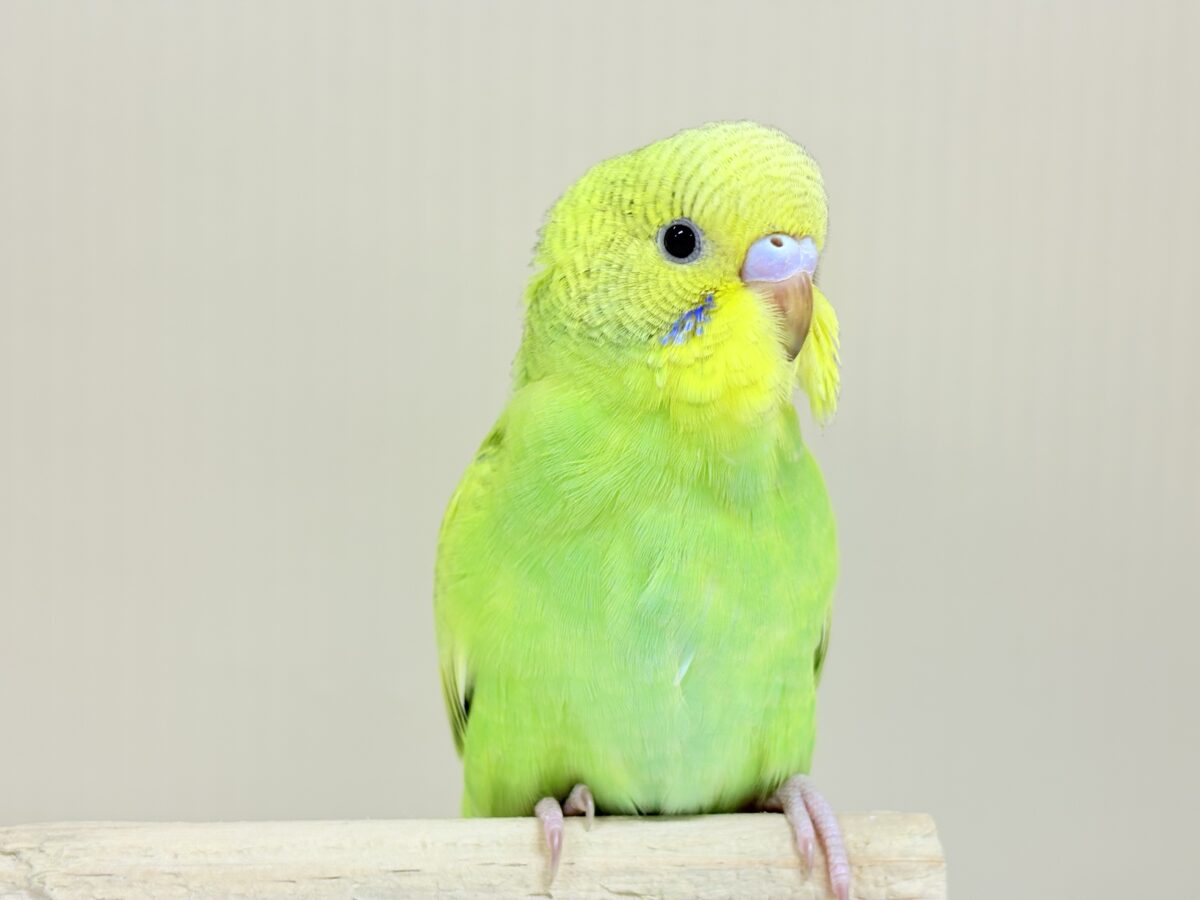 【最新画像】”癒される準備”出来てますか?🫧セキセイインコ(スパングル) セキセイインコ