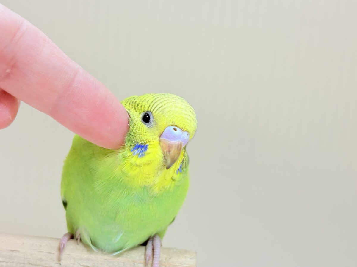【最新画像】”癒される準備”出来てますか?🫧セキセイインコ(スパングル) セキセイインコ