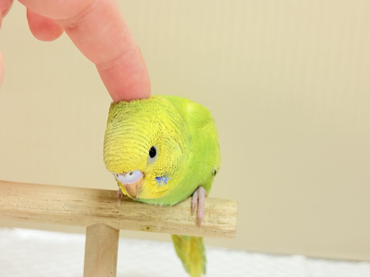 【最新画像】”癒される準備”出来てますか?🫧セキセイインコ(スパングル) セキセイインコ