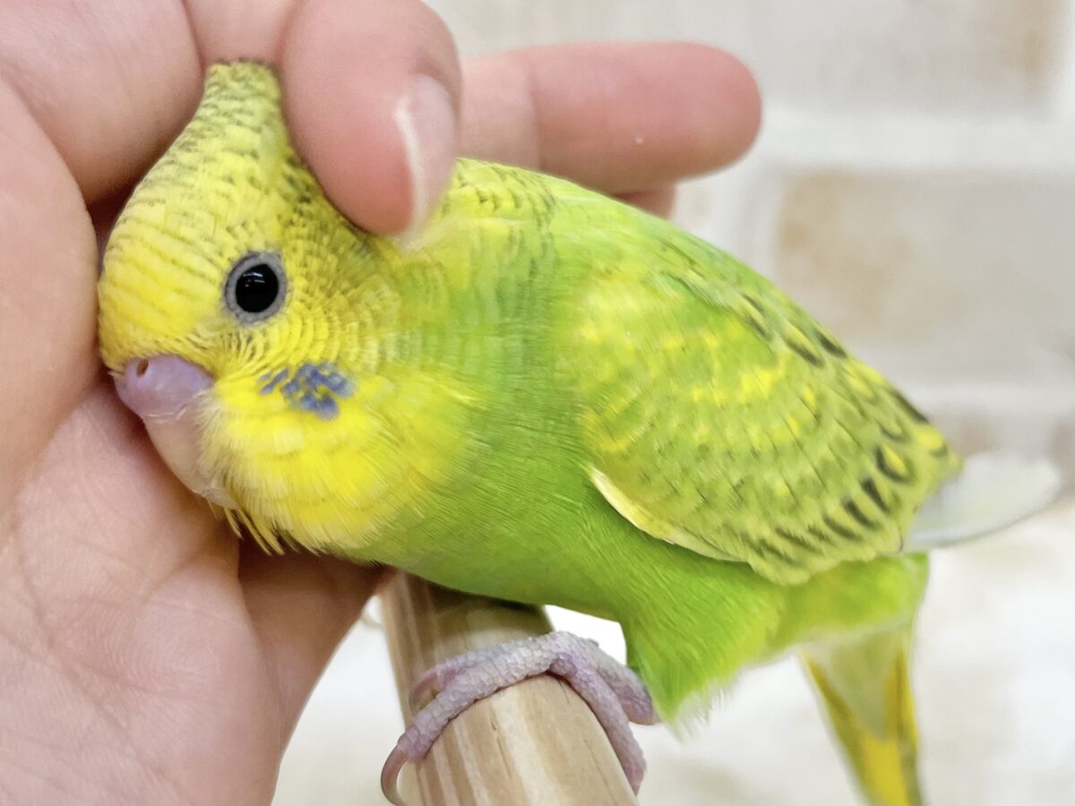 セキセイインコ