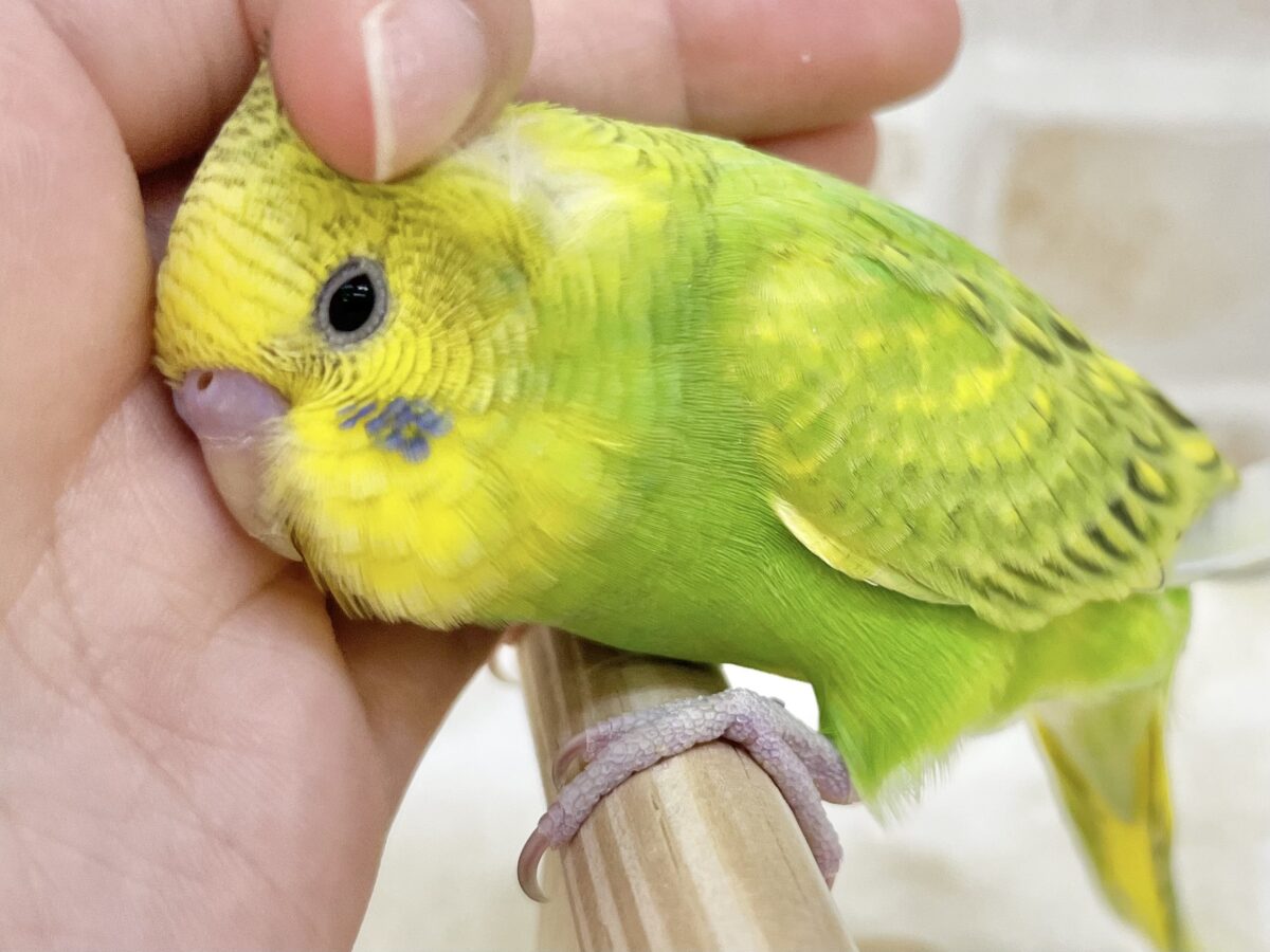 【🆙最新画像あり‼️】元気カラーな可愛い子☀️💚✨ セキセイインコ(スパングル) セキセイインコ