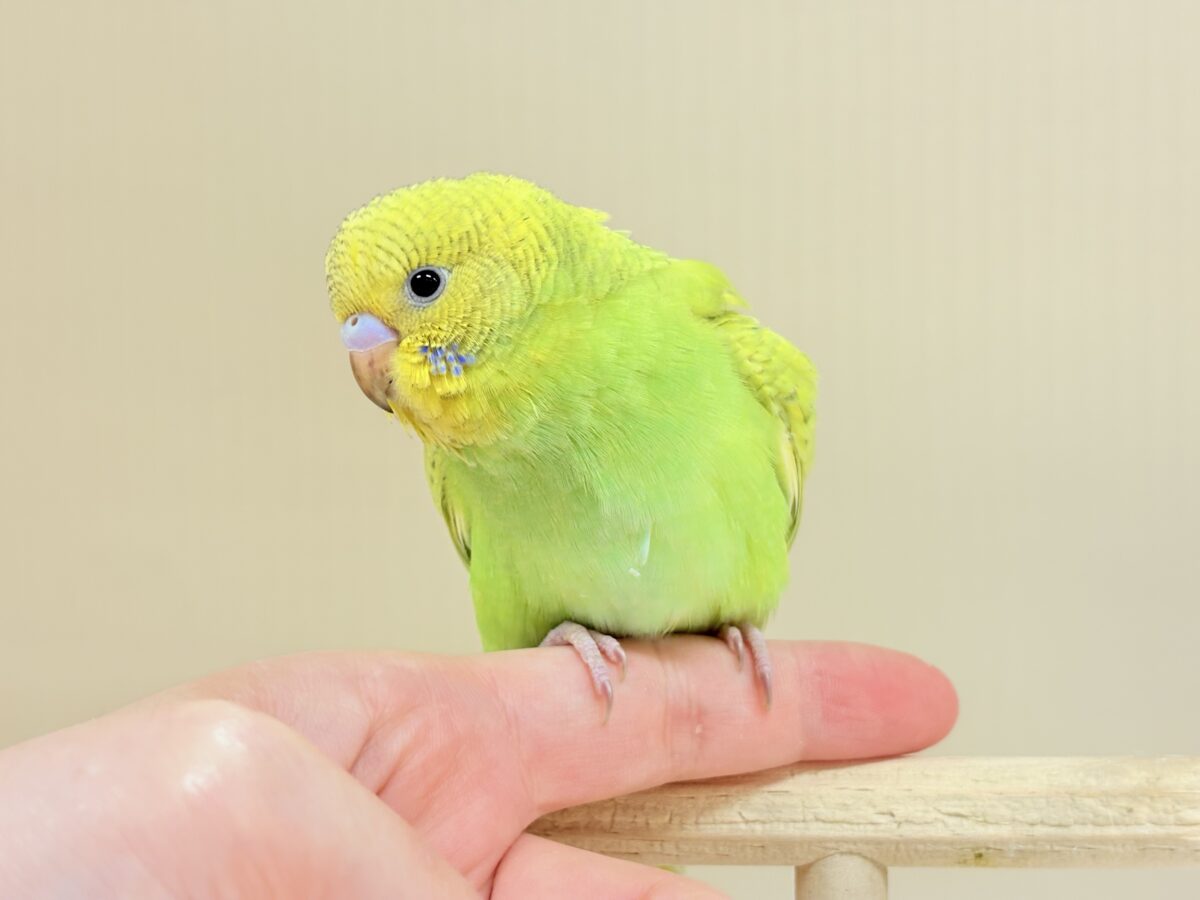 【最新画像】”癒される準備”出来てますか?🫧セキセイインコ(スパングル) セキセイインコ