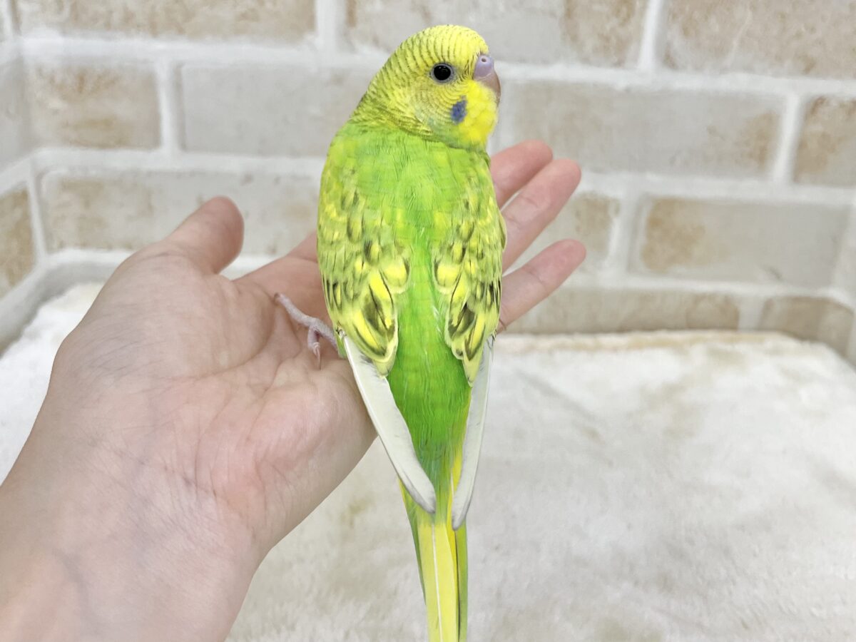 【🆙最新画像あり‼️】元気カラーな可愛い子☀️💚✨ セキセイインコ(スパングル) セキセイインコ