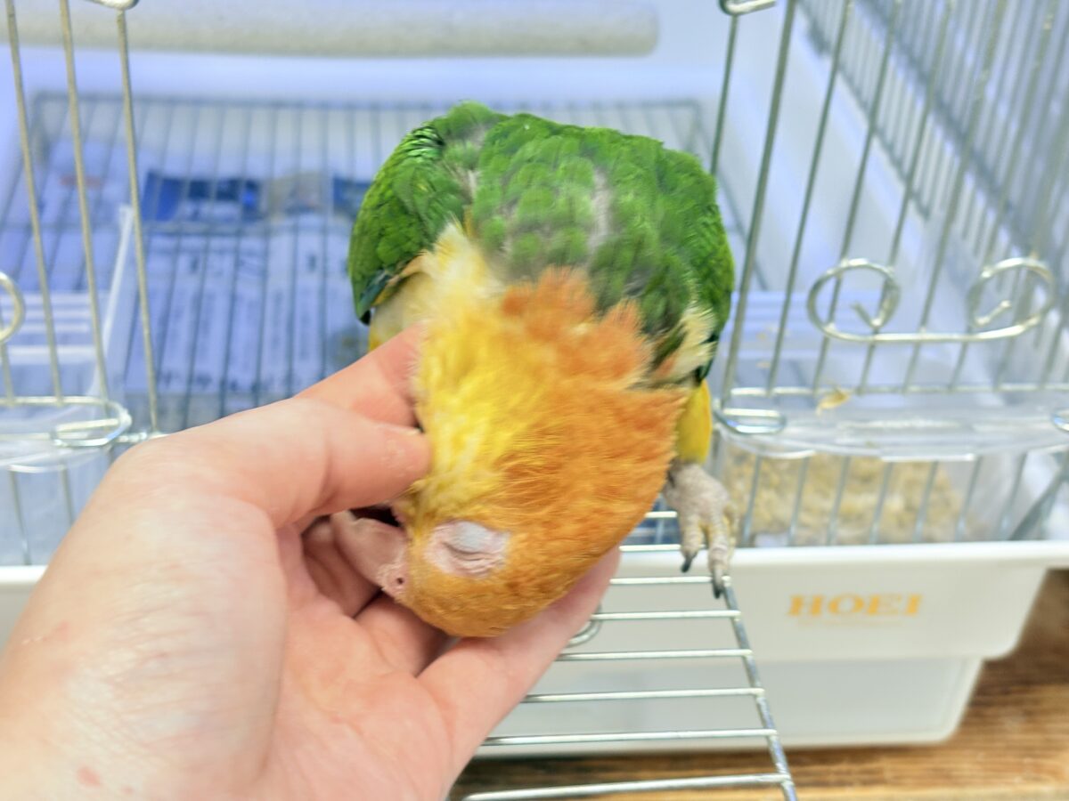 来て見て触れたらわかります🐥💖シロハラインコ(女の子) シロハラインコ