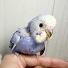 おデコもっさりふんわり︎︎☁セキセイインコのヒナ(ブルーオパーリン)入荷しました❤️