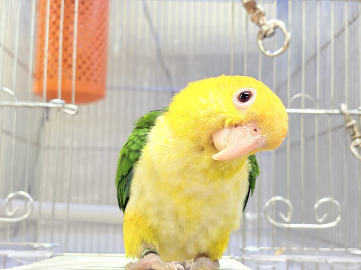 来て見て触れたらわかります🐥💖シロハラインコ(女の子) シロハラインコ