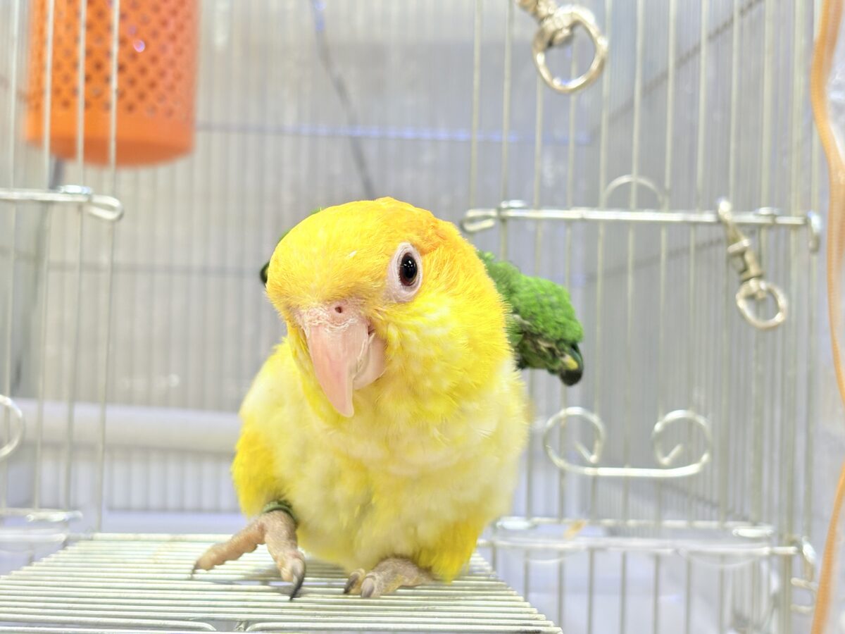 来て見て触れたらわかります🐥💖シロハラインコ(女の子) シロハラインコ