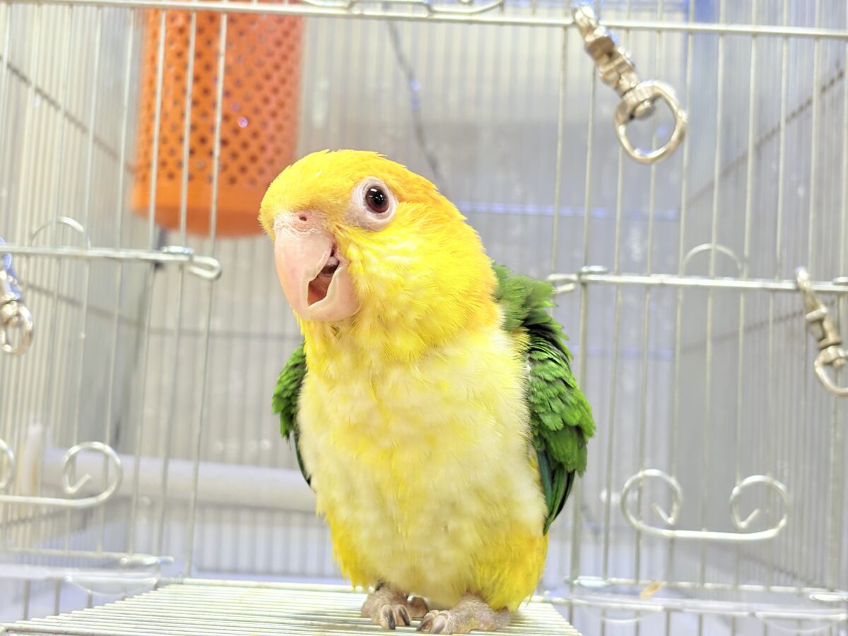 来て見て触れたらわかります🐥💖シロハラインコ(女の子) シロハラインコ