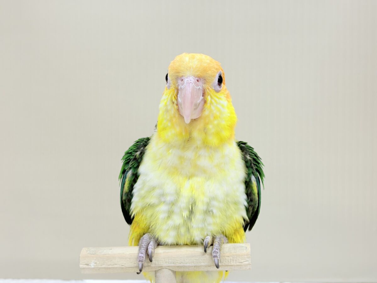 来て見て触れたらわかります🐥💖シロハラインコ(女の子) シロハラインコ