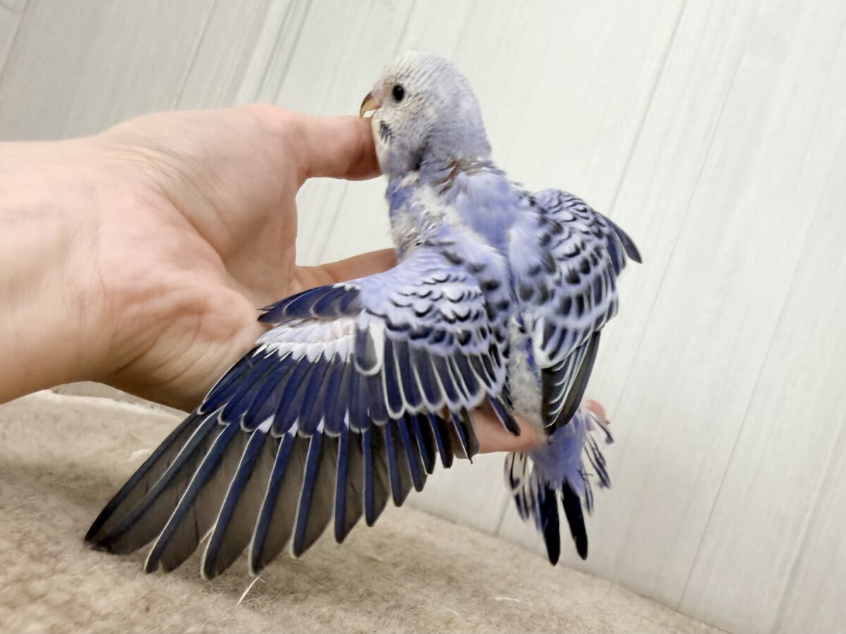 セキセイインコ
