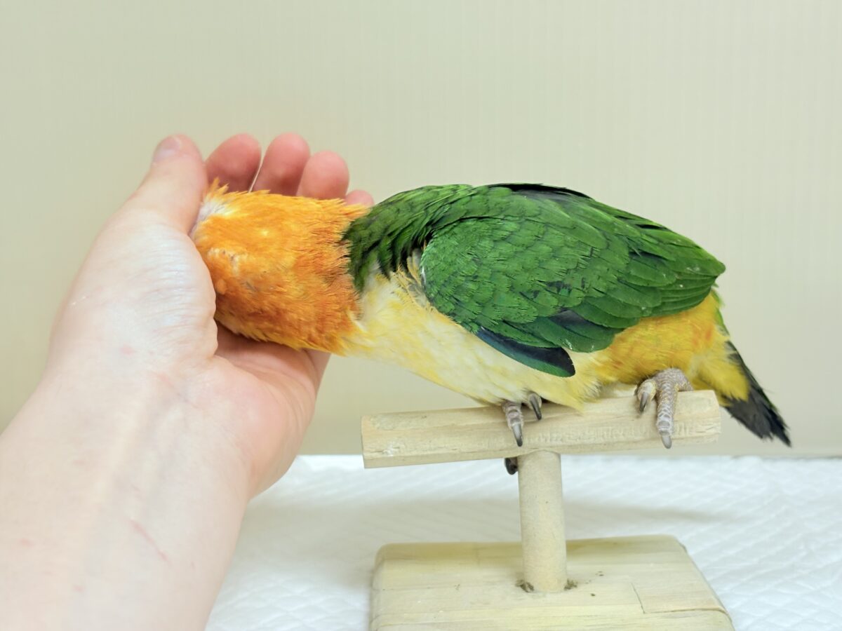来て見て触れたらわかります🐥💖シロハラインコ(女の子) シロハラインコ