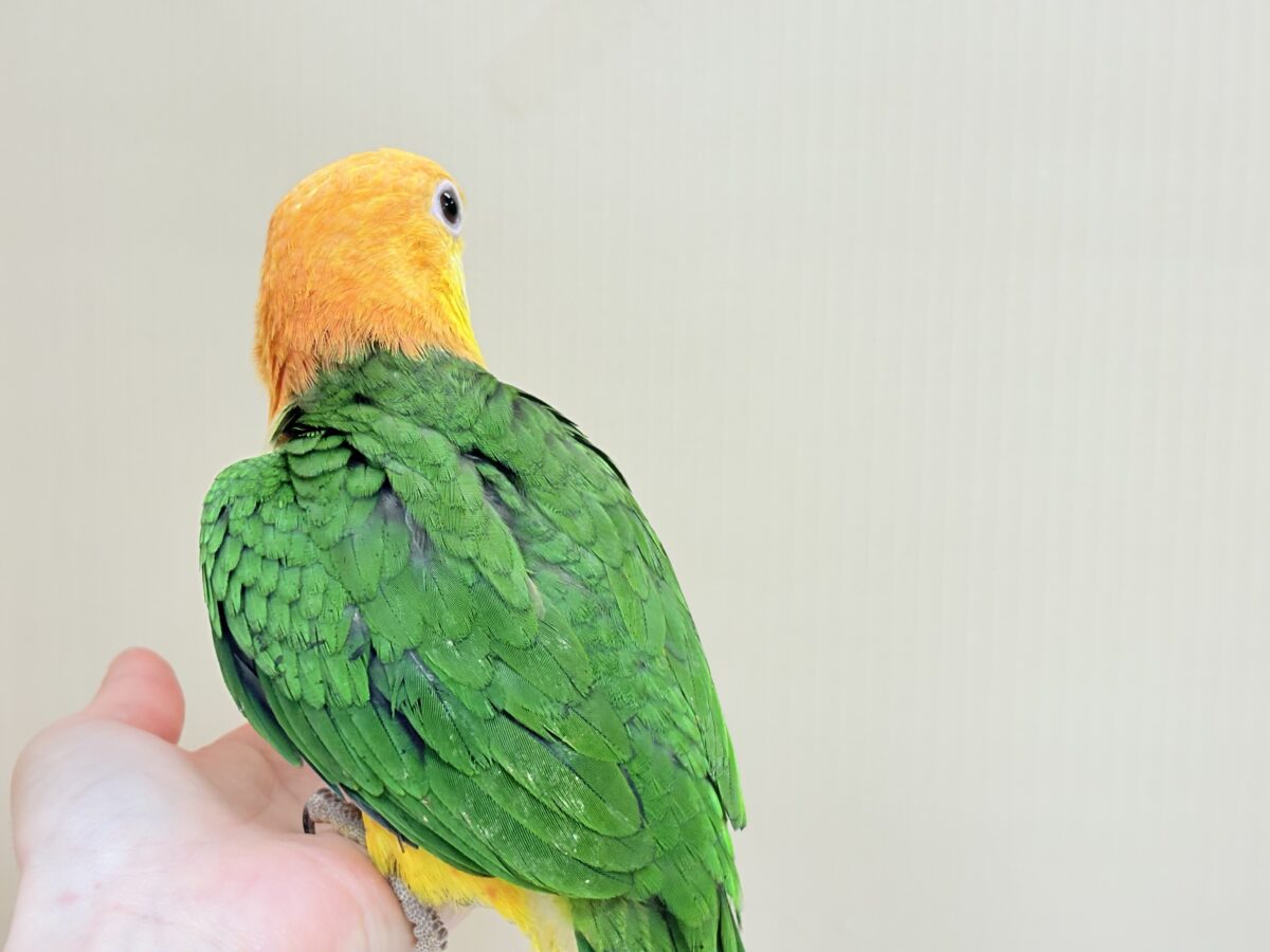 来て見て触れたらわかります🐥💖シロハラインコ(女の子) シロハラインコ