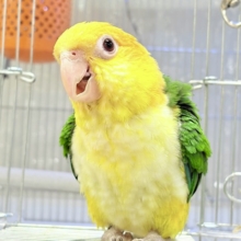 来て見て触れたらわかります🐥💖シロハラインコ(女の子)
