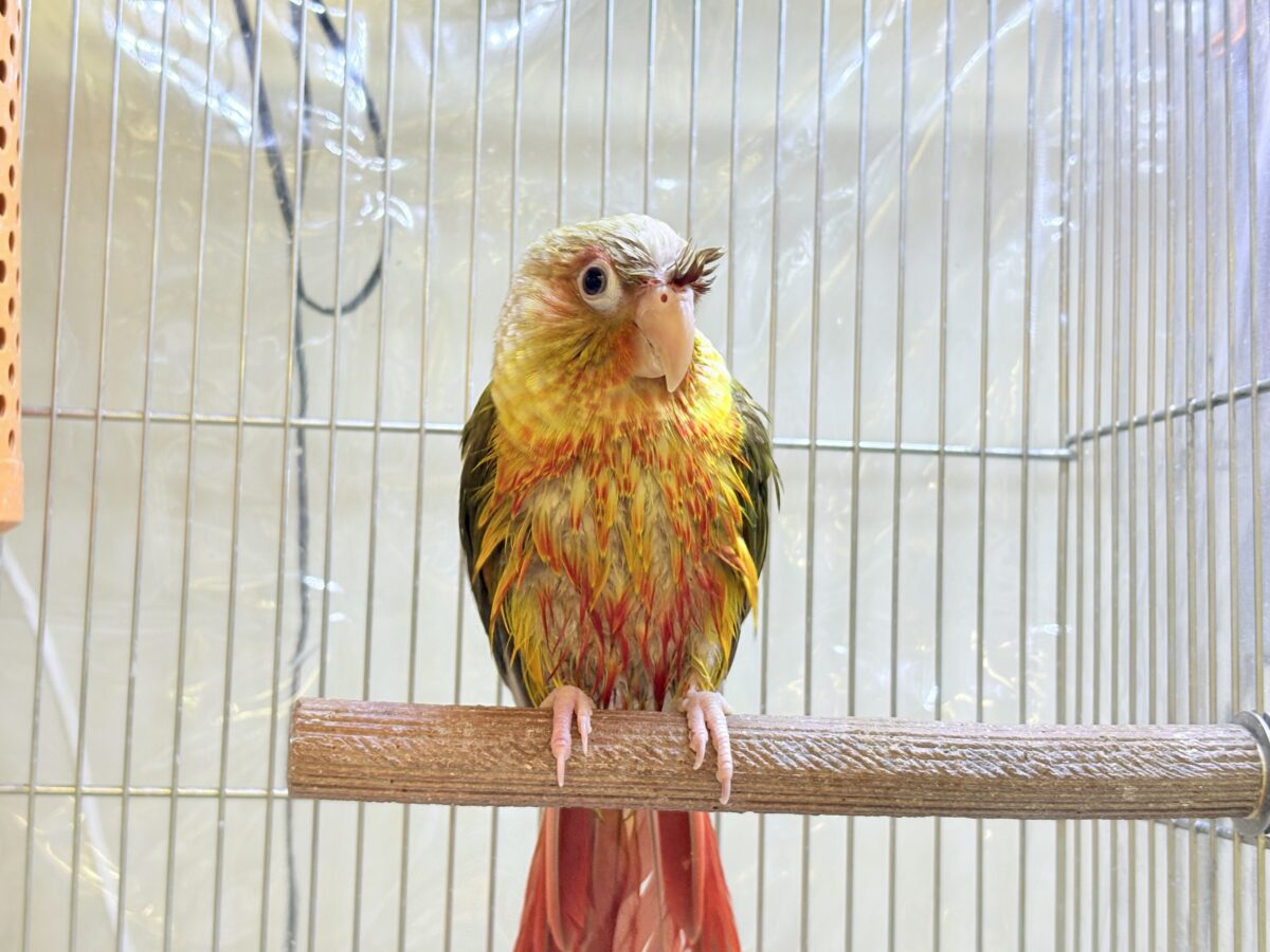 【最新画像】常夏色🍍🏖💕カキカキ好きな甘えんぼ♡ウロコインコ(パイナップル) ホオミドリウロコインコ
