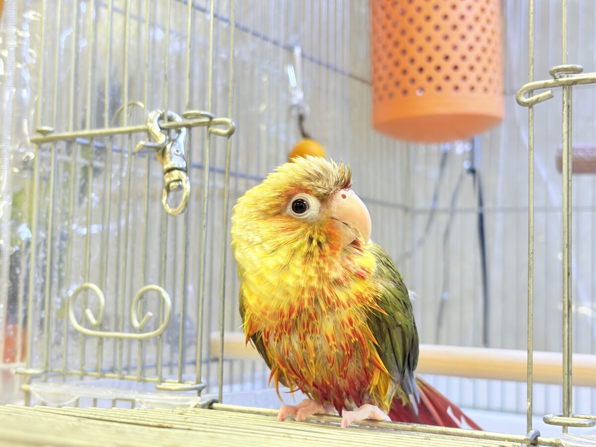 【最新画像】常夏色🍍🏖💕カキカキ好きな甘えんぼ♡ウロコインコ(パイナップル) ホオミドリウロコインコ