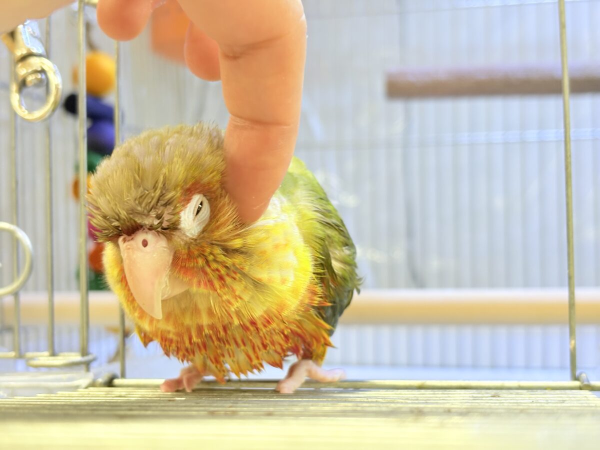 【最新画像】常夏色🍍🏖💕カキカキ好きな甘えんぼ♡ウロコインコ(パイナップル) ホオミドリウロコインコ