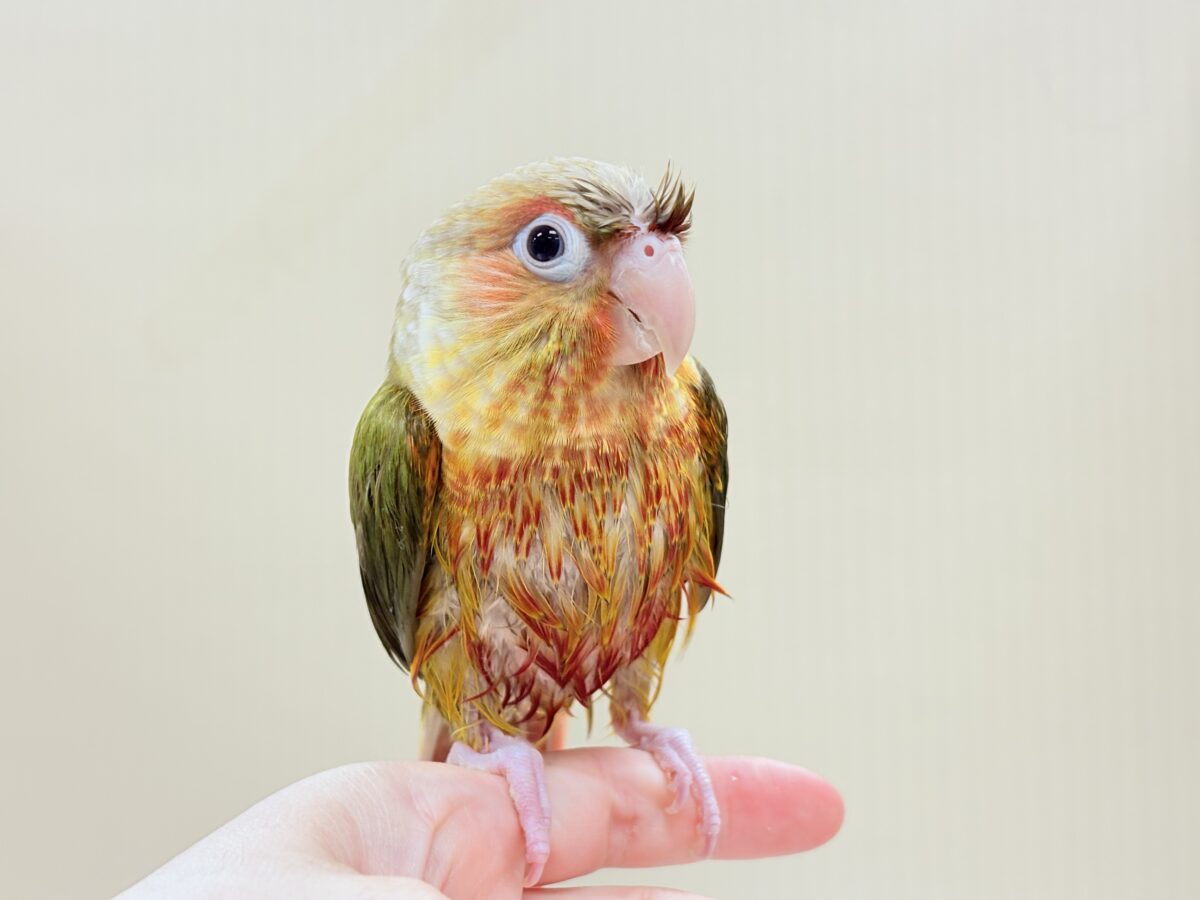 【最新画像】常夏色🍍🏖💕カキカキ好きな甘えんぼ♡ウロコインコ(パイナップル) ホオミドリウロコインコ