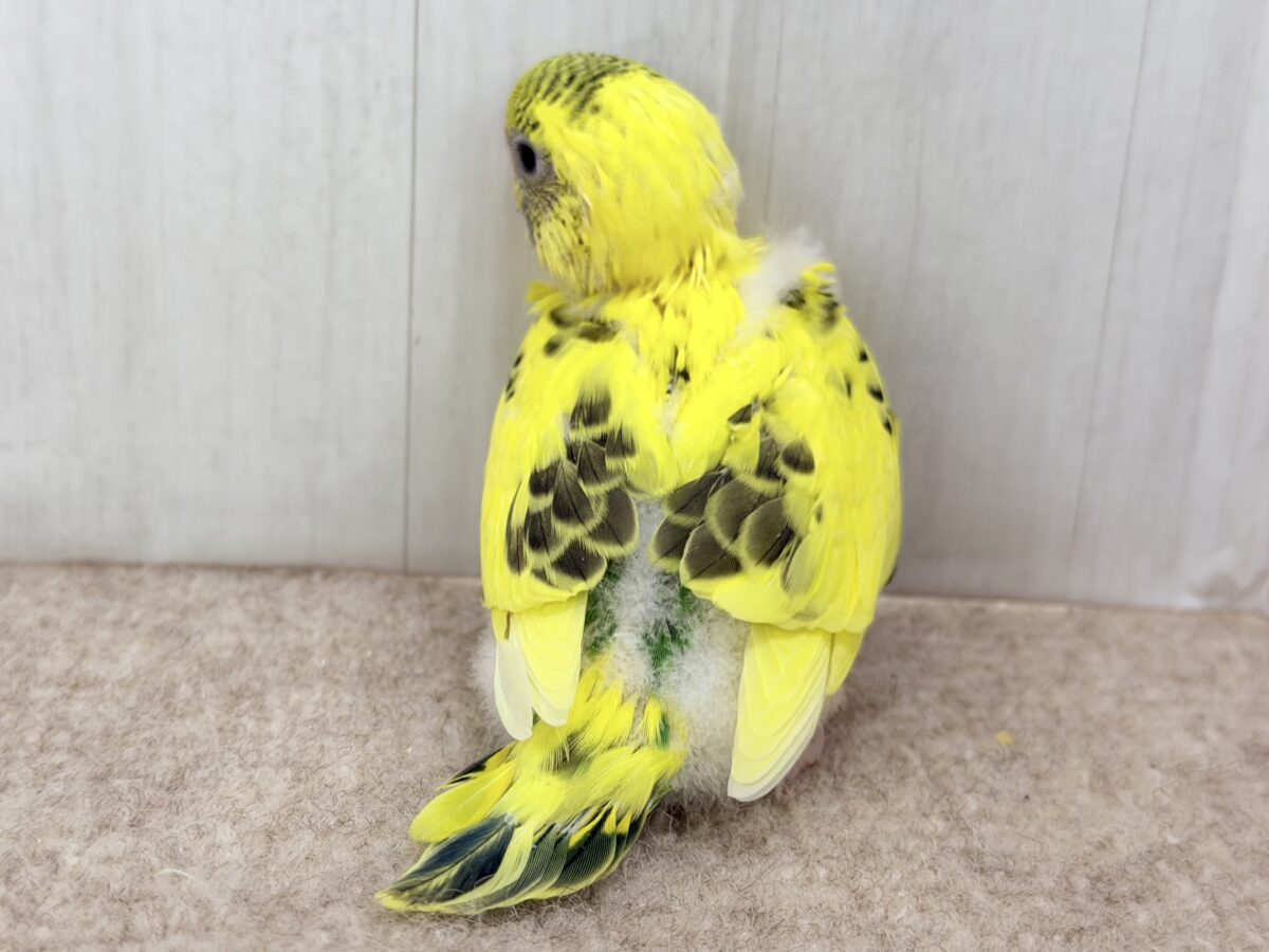 画像更新☆BOON🐝🍯ハチさんカラーの可愛いセキセイインコのヒナ(黄色のハルクイン)入荷しました❤️ セキセイインコ