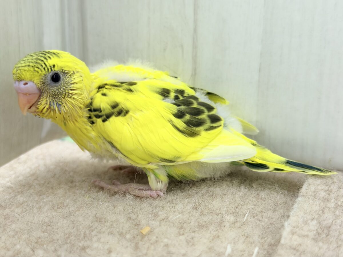画像更新☆BOON🐝🍯ハチさんカラーの可愛いセキセイインコのヒナ(黄色のハルクイン)入荷しました❤️ セキセイインコ
