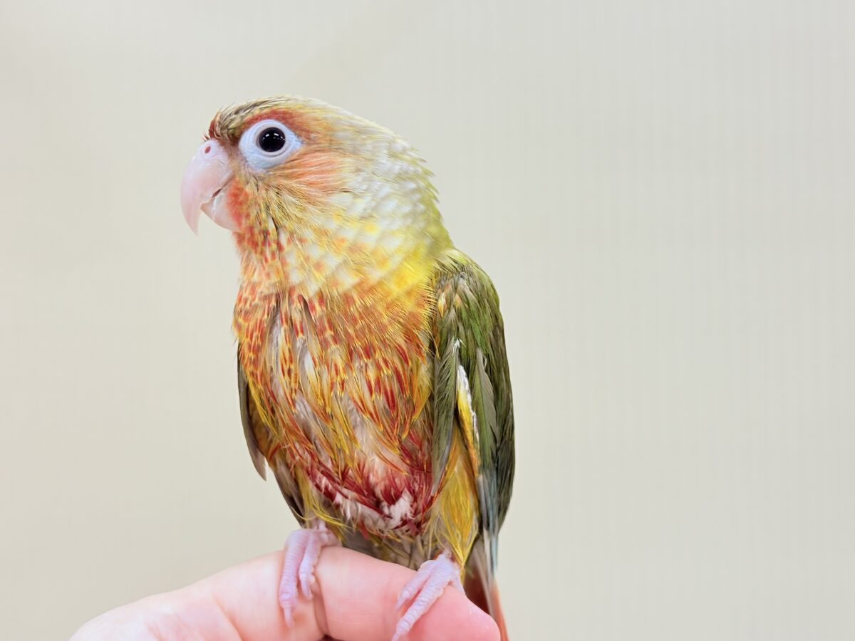 【最新画像】常夏色🍍🏖💕カキカキ好きな甘えんぼ♡ウロコインコ(パイナップル) ホオミドリウロコインコ