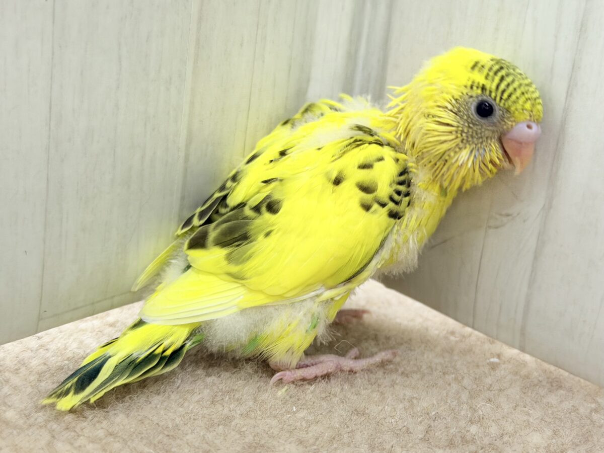 画像更新☆BOON🐝🍯ハチさんカラーの可愛いセキセイインコのヒナ(黄色のハルクイン)入荷しました❤️ セキセイインコ