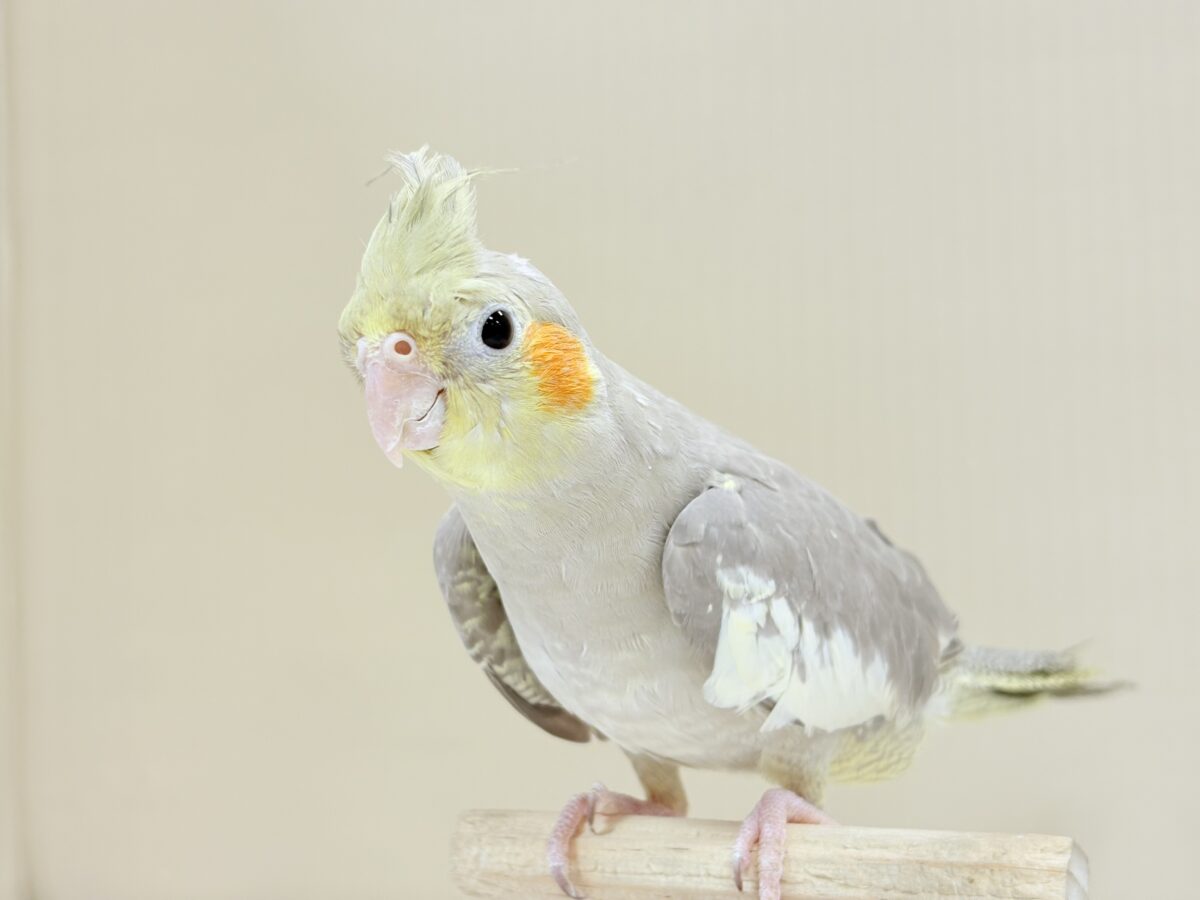 【最新画像】触れ合った先の”沼”深めです🐥❤️🔥オカメインコ(シナモン) オカメインコ
