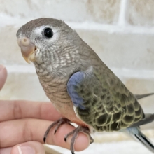 【🆙最新画像あり‼️】一見地味に見えるけど…❓　アキクサインコ（ノーマル）