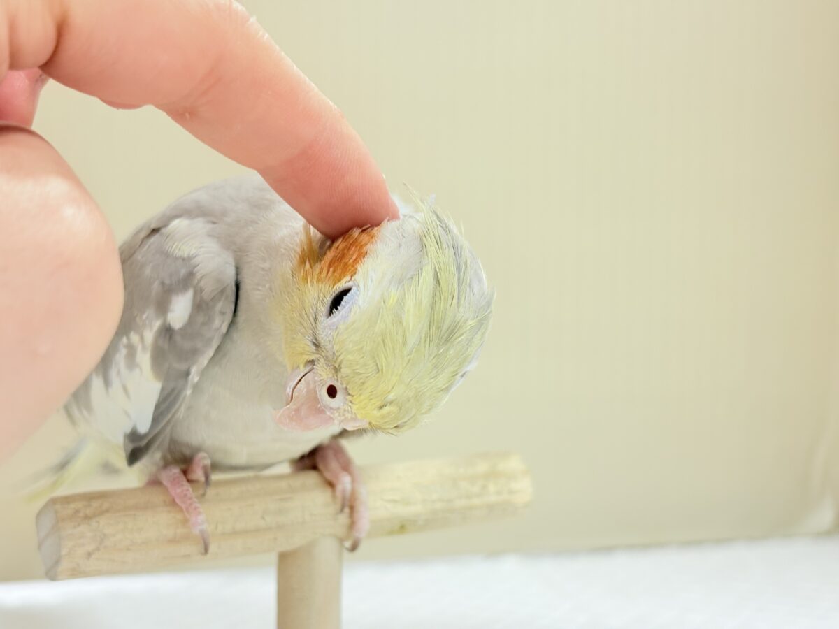 【最新画像】触れ合った先の”沼”深めです🐥❤️🔥オカメインコ(シナモン) オカメインコ