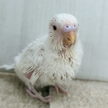 まっ白で美しい羽☆*。アルビノセキセイインコのヒナ入荷しました❤️