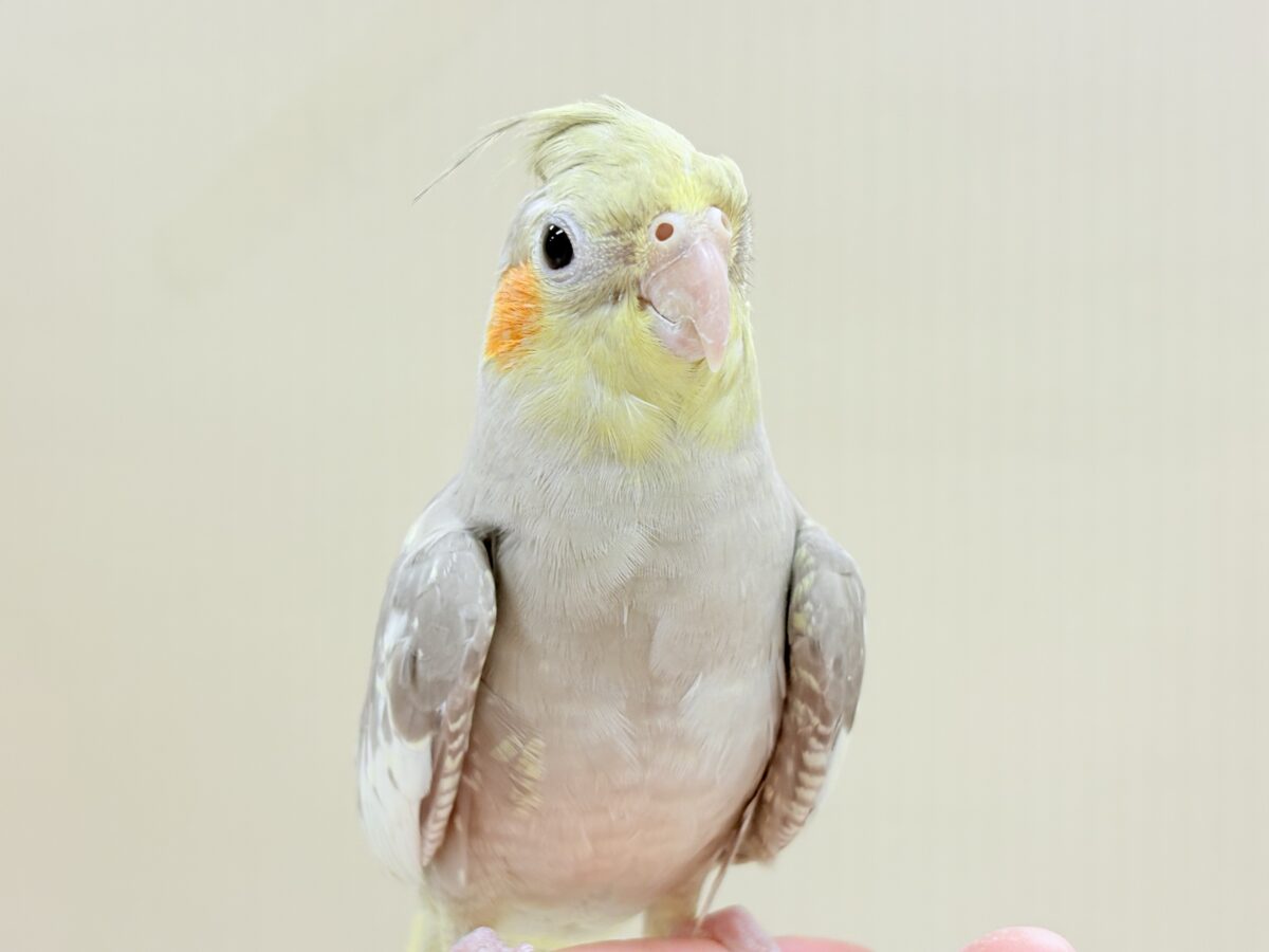 【最新画像】触れ合った先の”沼”深めです🐥❤️🔥オカメインコ(シナモン) オカメインコ