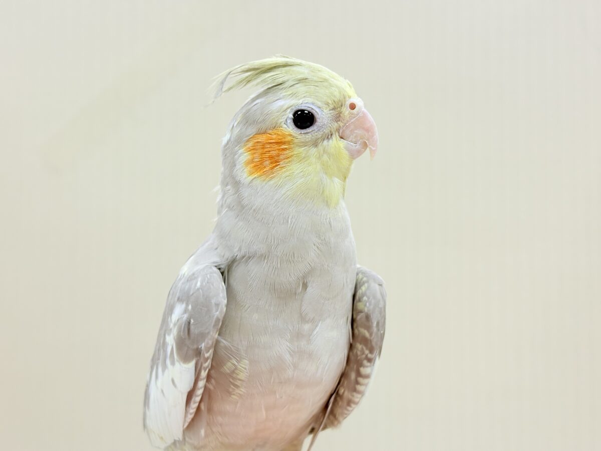 【最新画像】触れ合った先の”沼”深めです🐥❤️🔥オカメインコ(シナモン) オカメインコ