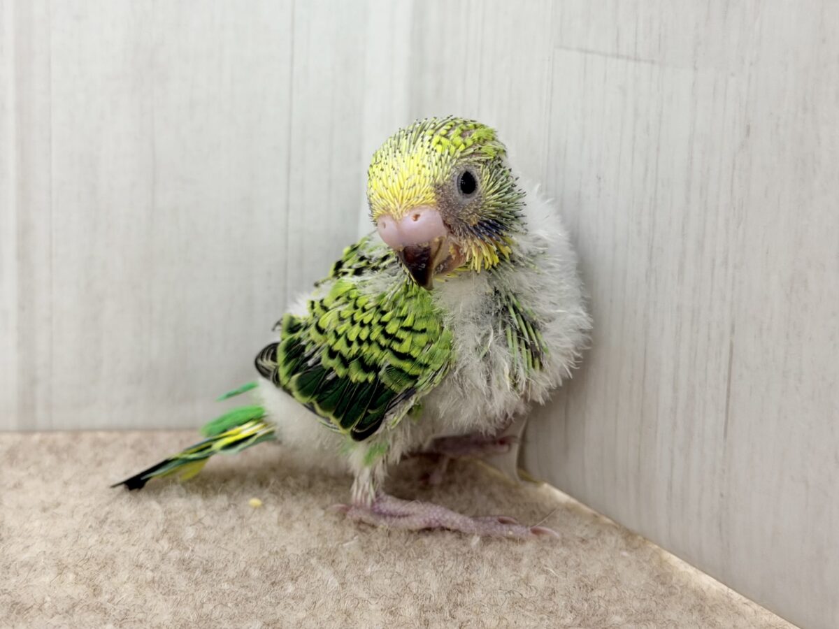画像更新☆鳩乗り⁉️ちびっこセキセイインコさん(グリーンオパーリン)入荷しました❤️ セキセイインコ