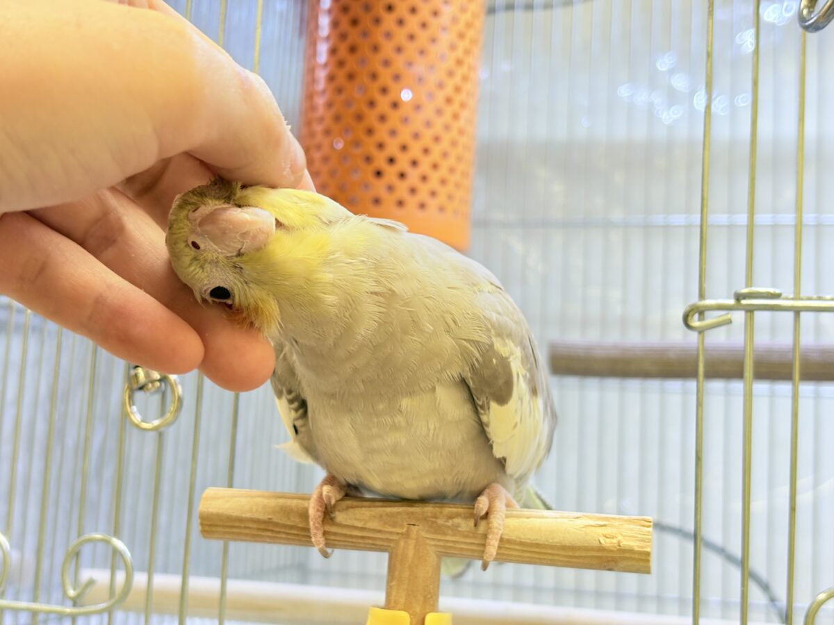 【最新画像】触れ合った先の”沼”深めです🐥❤️🔥オカメインコ(シナモン) オカメインコ