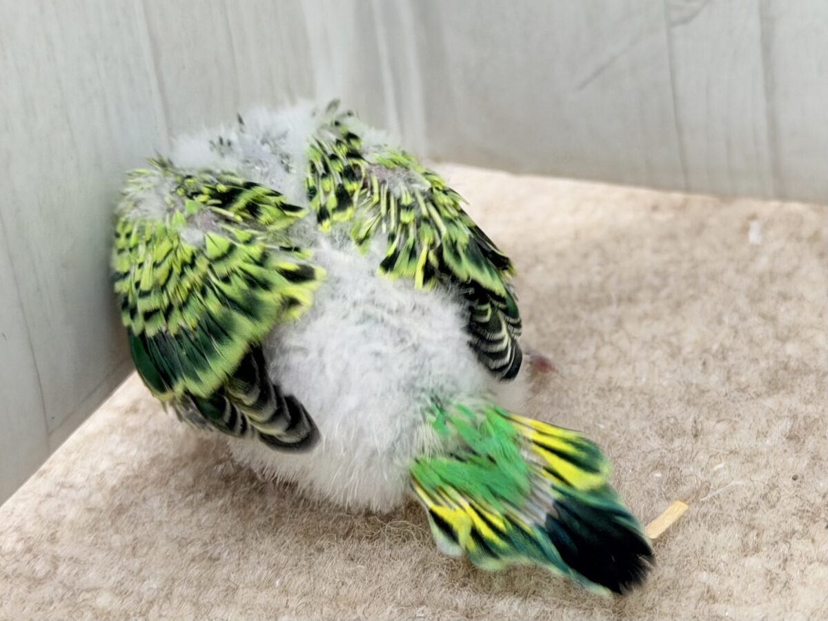 画像更新☆鳩乗り⁉️ちびっこセキセイインコさん(グリーンオパーリン)入荷しました❤️ セキセイインコ