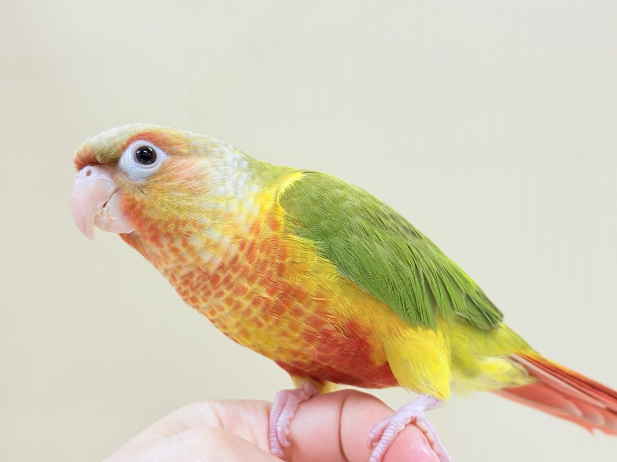 【最新画像】常夏色🍍🏖💕カキカキ好きな甘えんぼ♡ウロコインコ(パイナップル) ホオミドリウロコインコ