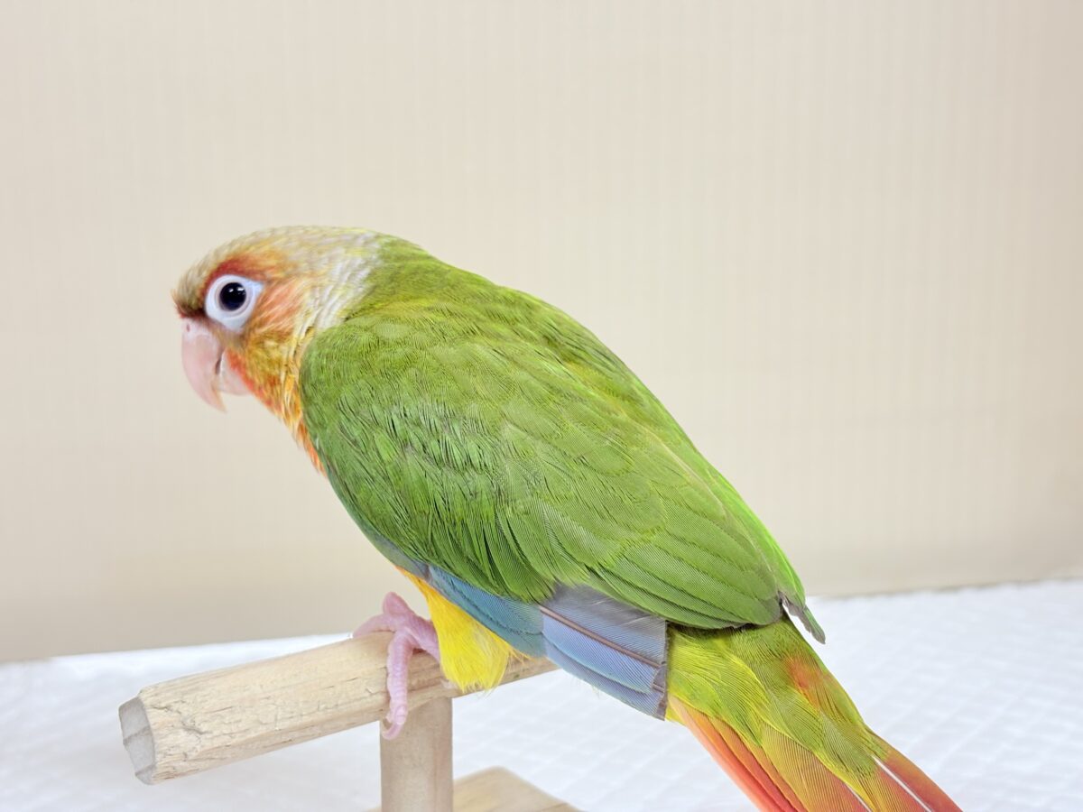 【最新画像】常夏色🍍🏖💕カキカキ好きな甘えんぼ♡ウロコインコ(パイナップル) ホオミドリウロコインコ