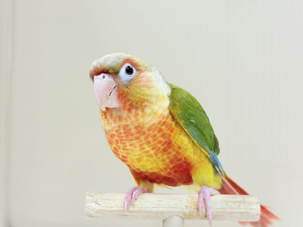 【最新画像】常夏色🍍🏖💕カキカキ好きな甘えんぼ♡ウロコインコ(パイナップル) ホオミドリウロコインコ