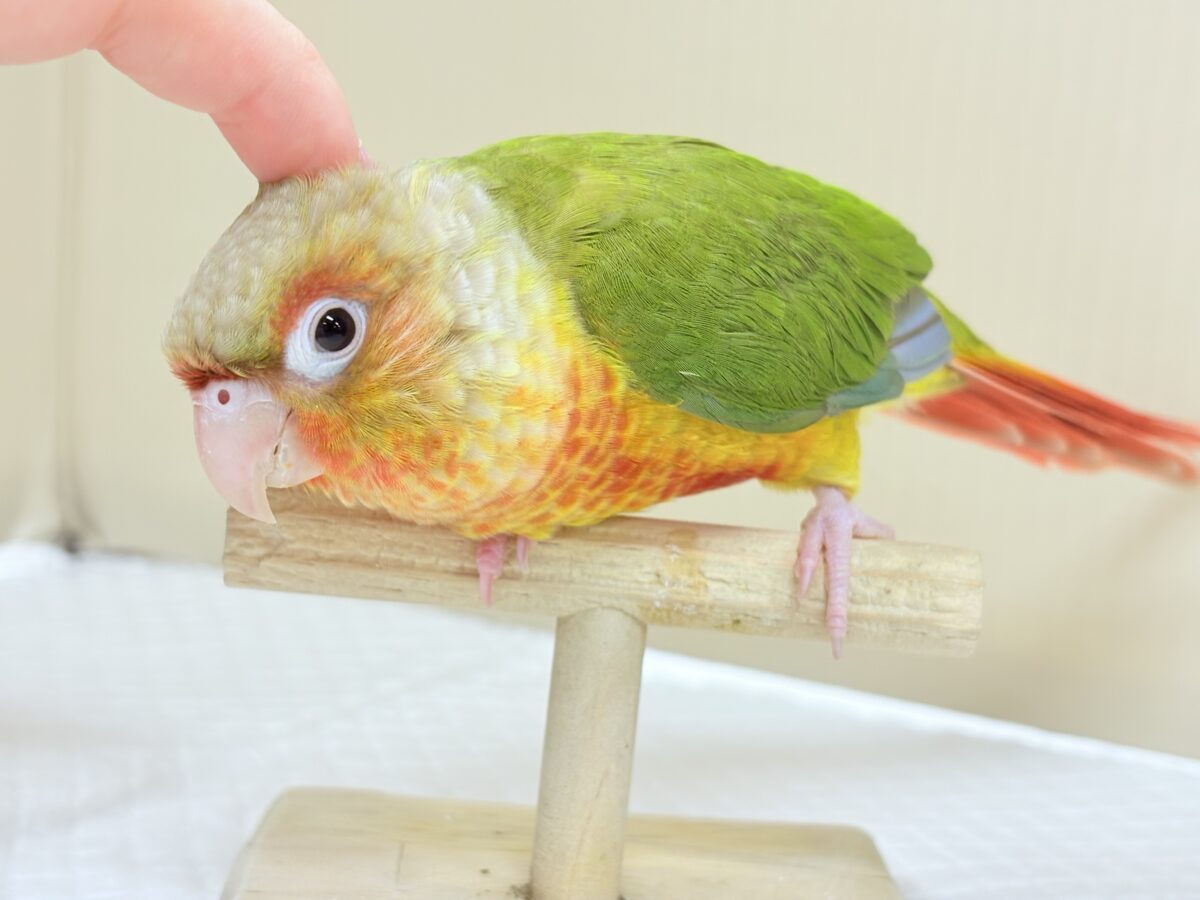 【最新画像】常夏色🍍🏖💕カキカキ好きな甘えんぼ♡ウロコインコ(パイナップル) ホオミドリウロコインコ