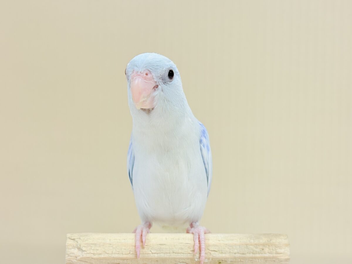透明感たっぷりの小さな子🐥🫧マメルリハ(アメリカンホワイト) 男の子 マメルリハ