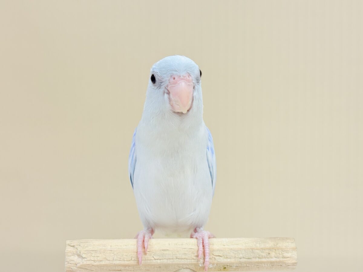 透明感たっぷりの小さな子🐥🫧マメルリハ(アメリカンホワイト) 男の子 マメルリハ