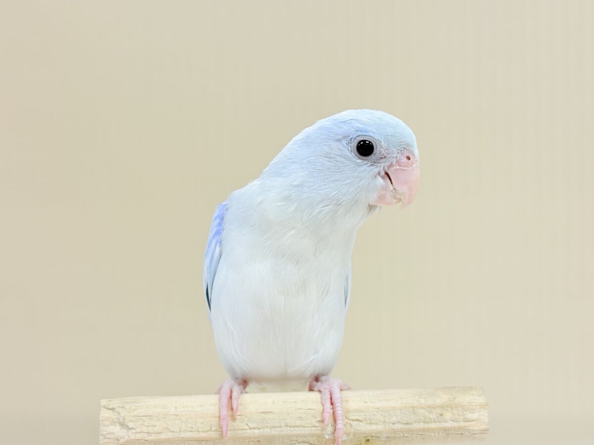 透明感たっぷりの小さな子🐥🫧マメルリハ(アメリカンホワイト) 男の子 マメルリハ