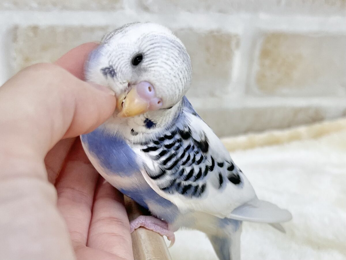 【🆙最新画像あり‼️】青空カラー🩵☁️✨ セキセイインコ(ブルーパイド) セキセイインコ