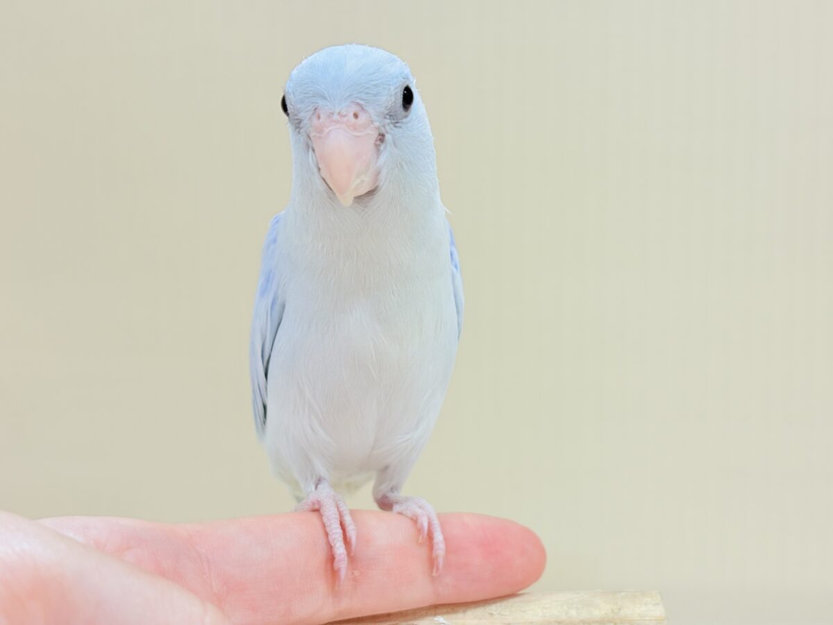 透明感たっぷりの小さな子🐥🫧マメルリハ(アメリカンホワイト) 男の子 マメルリハ